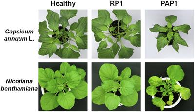 Viral Strain-Specific Activation of Pathogen-Associated Molecular Pattern-Triggered Immunity Enhances Symptom Severity in Broad Bean Wilt Virus 2 Infection